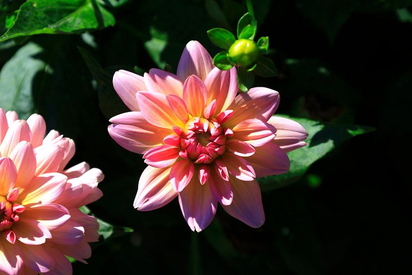 Prächtige Dahlienblüte von Thomas Jäger