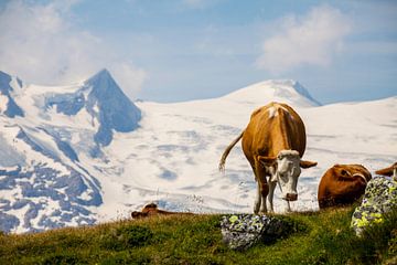 Pinzgauer Kühe vor dem Großvenediger von Christa Kramer