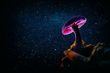 Mushroom at night....