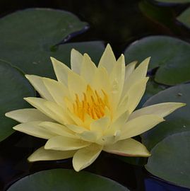 Hellgelbe Seerose von Elke Dag Een Foto