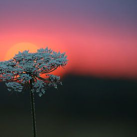 Bloem 1 van Willem-Jan Trijssenaar