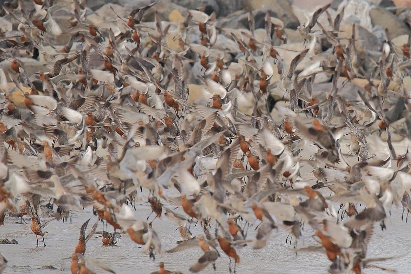 Black-tailed godwit by Rinnie Wijnstra (FotoAmeland )