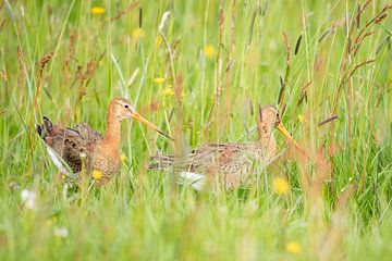 Flirting godwit's by Anja Brouwer Fotografie