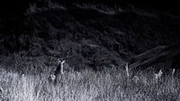 Het hert zoekt zijn weg in de Schotse hooglanden van Hans de Waay thumbnail