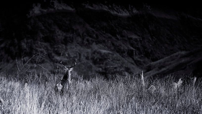 Het hert zoekt zijn weg in de Schotse hooglanden van Hans de Waay