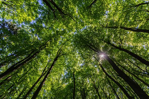 Zonnestraal, beukenbos in nationaal park Jasmund, eiland Rügen