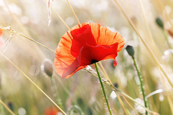 Roter Klatschmohn in Mohnfeld