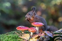Squirrel in an autumn forest with mushrooms and leaves.