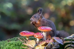 Eichhörnchen in einem Herbstwald mit Pilzen und Blättern.
