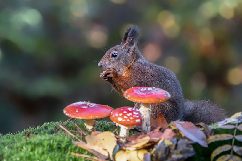 Eekhoorn in een herfstbos met paddenstoelen en bladeren. van Albert Beukhof