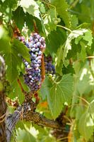 A vine in Tuscany, almost ready for the Chianti