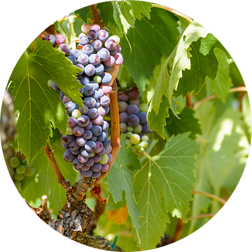 De druiven in Toscane voor de heerlijke Italiaanse Chianti wijn