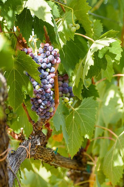 A vine in Tuscany, almost ready for the Chianti by Michel Geluk