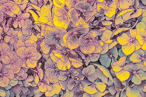 Hortensia. Graphic. Neon.