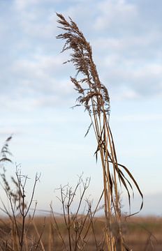 dry wheat plant van ChrisWillemsen