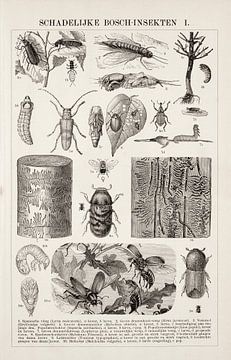 Gravure vintage Insectes forestiers nuisibles I sur Studio Wunderkammer