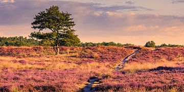 The Gasterse Dunes in Bloom by Henk Meijer Photography