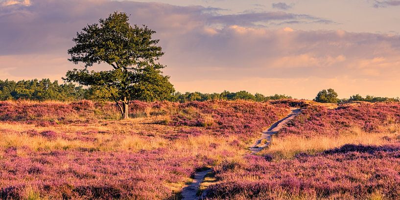 De Gasterse Duinen in Bloei van Henk Meijer Photography