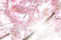 Fleur de printemps, fleur avec des rayons de soleil