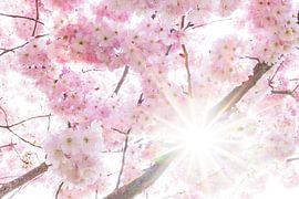 Spring happiness, blossom with sunbeams by Janneke Snellink