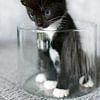 Kitten in round glass bowl by Christa Krus