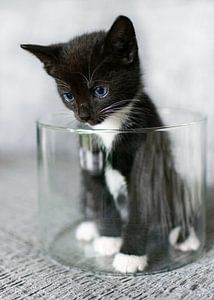 Kitten in een ronde glazen bak van Christa Thieme-Krus
