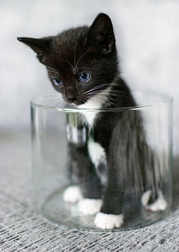 Kitten in round glass bowl
