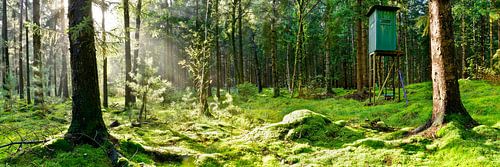 Clearing in the forest