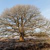 Ein schöner Baum und Winterfrost von Anjo ten Kate