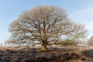 Een mooie boom en winter rijp