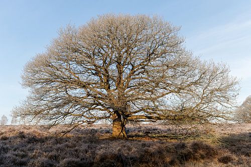Een mooie boom en winter rijp