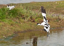 Dutch Birds by Brian Morgan