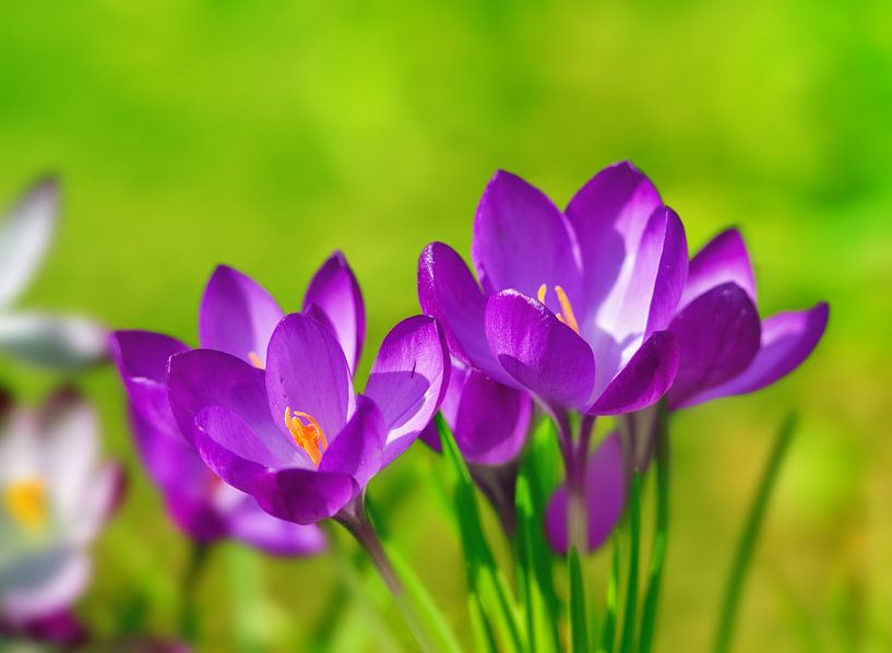 Spring crocus by Bo Valentino