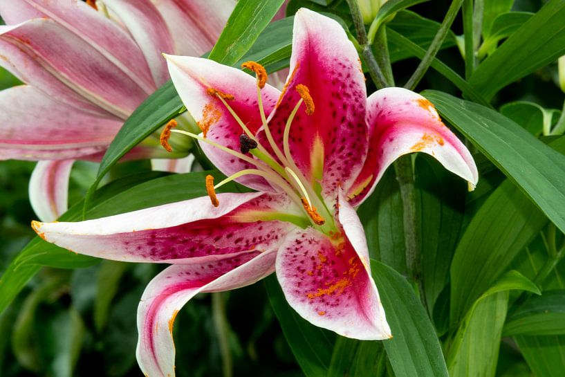 Orchid 'look a like' on the large pink lily by Jolanda de Jong-Jansen