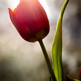 Glückliche Tulpe von Vliner Flowers