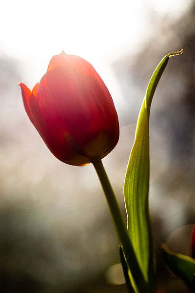 Glückliche Tulpe von Vliner Flowers