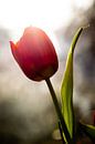 Glückliche Tulpe von Vliner Flowers Miniaturansicht