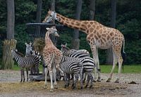 voedertijd zebra's en giraffen