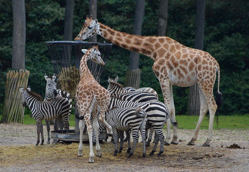 feeding time zebras and giraffes by Joke te Grotenhuis