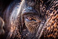 The soul of the elephant