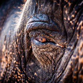 De ziel van de olifant van Joey Ploch