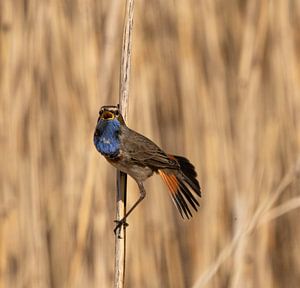 Blauwborst in het riet. van Wouter Van der Zwan