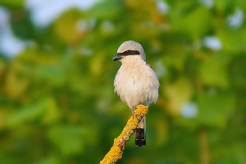 A male red-backed shrike sits on a branch looking for prey for its brood by Mario Plechaty Photography