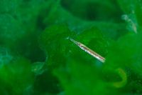 Green Seaweed