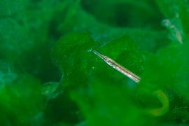 Green Seaweed by DesignedByJoost