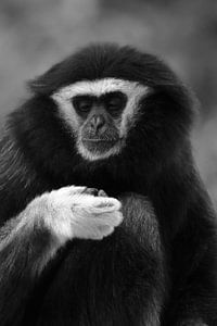 Gibbon aap sur Sascha van Dam