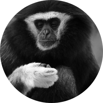 Gibbon aap van Sascha van Dam