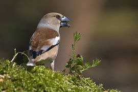 Applefinch woman by Merijn Loch