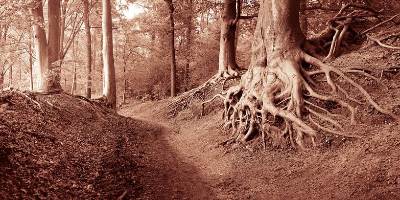 Roots of Time by Artist Impression of Nature