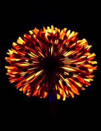 „Ember Allium XI“ von Ember Bloom